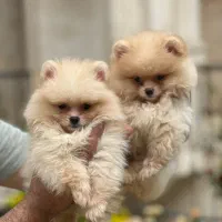 سگ فنجونی تیکاپ سایز و گربه|سگ|تهران, شهرک غرب|دیوار