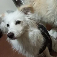 سگ پامر اشپیتز قیمت مناسب