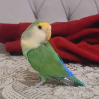 طوطی برزیلی نر دستی فوق رام