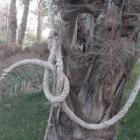 پَروند برای بالا رفتن از نخل،