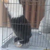 خرگوش|موش و خرگوش|نهاوند, |دیوار