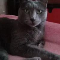 گربه راشن بلو ماده