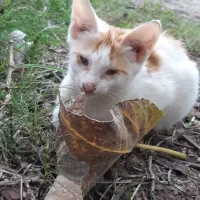 واگذاری بچه گربه
