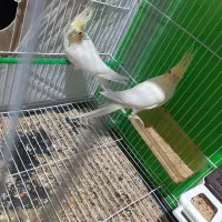 باکفترخوبه المانی معاوضه میشه