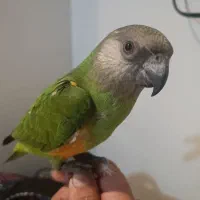 سنگال دونخور دستی