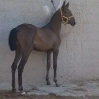 فروش یک راس کره نریان مدرک دار