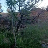 باغ-گردو-1000متری-تفریگاه