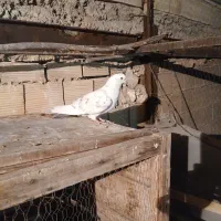 کفتر غریب گیری