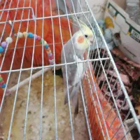 عروس هلندی  فروشی