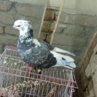 کبوتر|پرنده|مرند, |دیوار