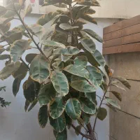 گل خونگی|گل و گیاه طبیعی|تهران, تجریش|دیوار