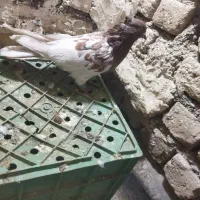 کفتر کله سرخ جفتگاه پرشی