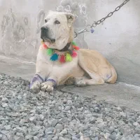 آلابای پژدر سراب نر