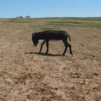الاغ ماده