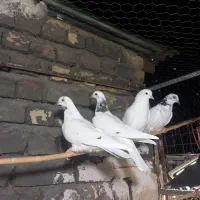 کبوتر پرشی|پرنده|ساوه, |دیوار