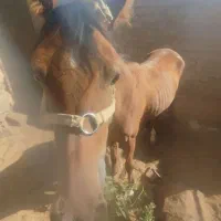 اسب