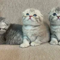 اسکاتیش بلو گلد|گربه|مشهد, هفت تیر (نه دره)|دیوار