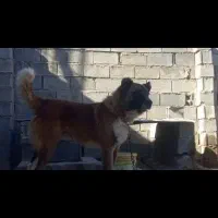 سرابی جهت کشش