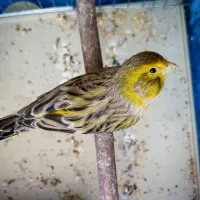 قناری اوپال سبز نر
