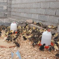 جوجه اردک محلی|حیوانات مزرعه|رشت, حومه رشت|دیوار