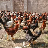 خروس|حیوانات مزرعه|شال, |دیوار