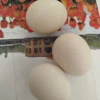 تخم مرغ نطفه دار