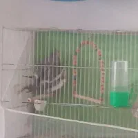 یک‌‌جفت‌عروس‌هلندی‌‌کارداده‌سخنگو‌به‌همراه‌لانه