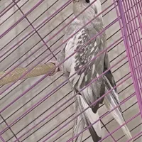 واگذاری رایگان عروس هلندی ماده و معاوضه|پرنده|سیراف, |دیوار