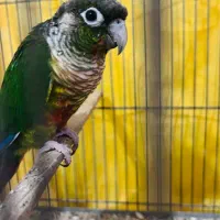 طوطی گرینچینگ