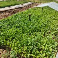 نشا نهال گوجه بادمجان فلفل بامیه توت فرنگی خیار
