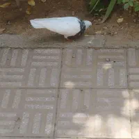 کبوتر طوقی