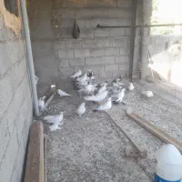 کبوتر