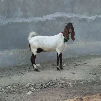 بز دورگ|حیوانات مزرعه|خورموج, |دیوار