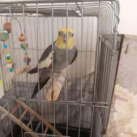 عروس هلندی جفت