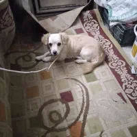 سگ پا کوتاه|سگ|اسفراین, |دیوار