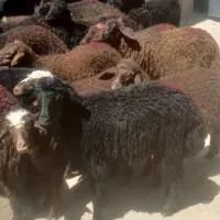 ۲۶ راس بره ماده