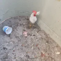 خروس جوان کاملا سالم