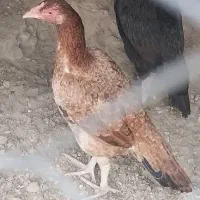 دوماکیان خریدار واقعه زنگ بزنه پیام جواب نمیدم