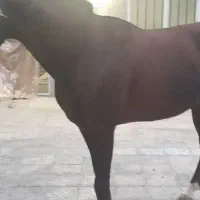 اسب ترکمن سورا کار ماهر پرشی چند مدال گرفته