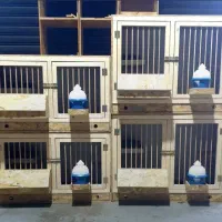 لانه کبوتر|لوازم جانبی حیوانات|قزوین, |دیوار