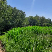 فروش باغ عجب شیر روستای محمود آباد|فروش خانه و ویلا|عجب شیر, |دیوار