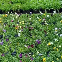 باغبان گلخانه نمهونه