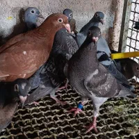 ۱۰‌ عدد جوجه پلاکی