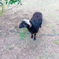 بره نر سرحال بالای ۲۰ کیلوی ۱۰ میلیون قیمت اخر|حیوانات مزرعه|نوشهر, |دیوار