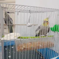 عروس سخنگو جفت