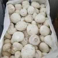 آموزش صفرتاصد پرورش قارچ