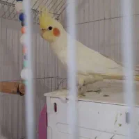 عروس هلندی ماده