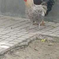 خروس