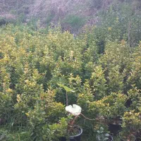 گل وگیاه|گل و گیاه طبیعی|املش, |دیوار