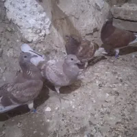 شاهزده هفت رنگ بورمگس